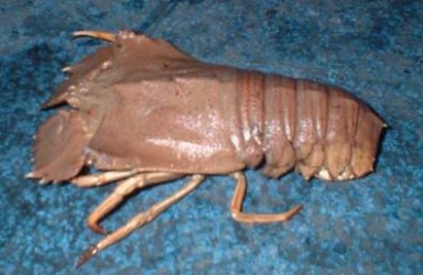 crayfish-1